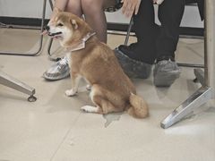 -共舞时光猫咖·狗咖(新街口店)