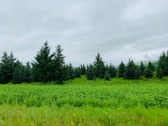 -塞罕坝国家级自然保护区