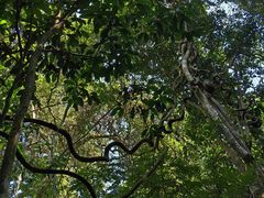 -中国科学院西双版纳热带植物园