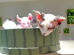 -藏猫猫咖啡主题馆(中央大道店)