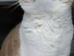 -创凡宠物医院·骨专科  猫科中心(西乡分院)
