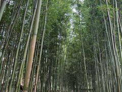 -柳侯公园