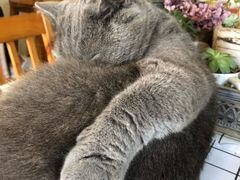 -海边的猫和咖啡馆