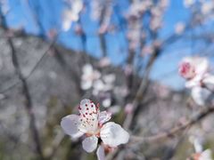 -定都阁
