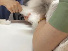-御宝贝·A梦猫科宠物医院(国际猫友好医院)