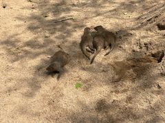 -合肥野生动物园
