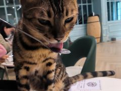 -安格丽娜·狗咖·猫咖羊驼咖(春熙路百盛商场店)