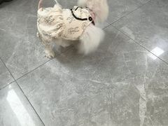 -半岛宠物医院24小时(白果林店)