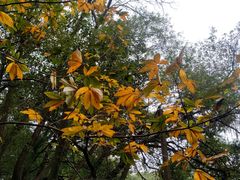 -上海佘山国家森林公园天马山园