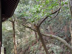 -十八棵（老龙井）御茶园(老龙井店)