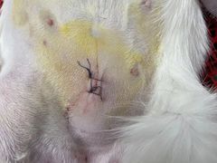 -喜多萌中农锦绣动物医院24H·猫科·牙科MRI·CT