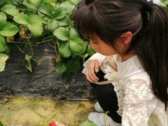 -小鱼草莓采摘园农家乐·小鱼餐厅