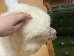-猫色咖啡·猫咖