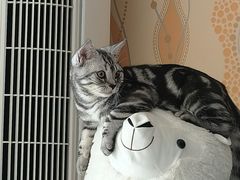 -天使宠物医院·犬猫分诊(彩虹店)