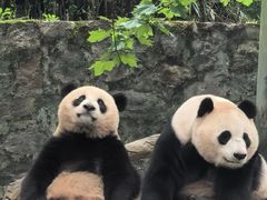 -都江堰中华大熊猫苑