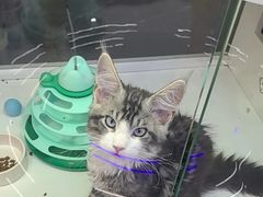 -小猫来了·猫咪专售(红山六九七九店)