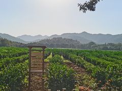 -中国茶叶博物馆(双峰馆区)
