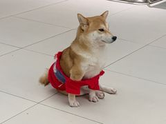 -怪兽屋·羊驼·猫咖·狗咖(俊华广场店)