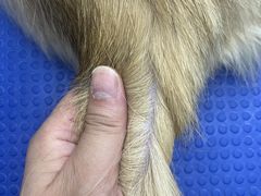 -PETKIT小佩宠物·低压洗护(国顺东路店)