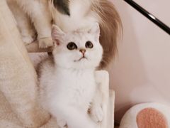 -猫咪派对(江南西店)