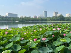 -莲花池公园