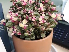 -双季花艺园艺市场(浦东店)