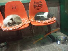 -猫咪博物馆(顶澳仔猫街店)
