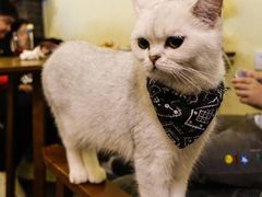 -猫色咖啡·猫咖