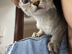 -猫十亿·布偶金渐层·曼基康矮脚猫舍(青年路店)