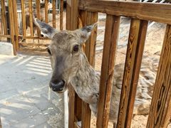 -北京鹿世界主题园