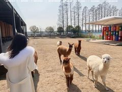 -太阳岛度假酒店