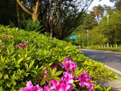 -铁山坪森林公园