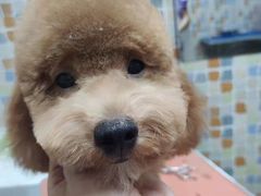 -宠颐生猫科·内科皮肤科(西平世纪城店)