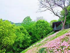 -西湖风景区-江洋畈生态公园