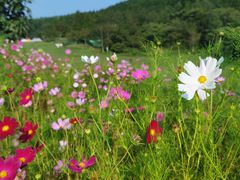 -武陵山森林公园