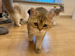 -有喵·猫咖·狗咖·30几只猫10只小狗(岗厦店)