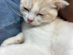 -藏猫猫咖啡主题馆(中央大道店)