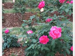 -人民公园(罗湖区)