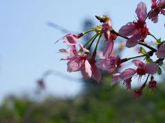 -桃花涧