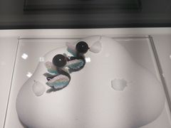 -BLACKSWAN黑天鹅(环球店)