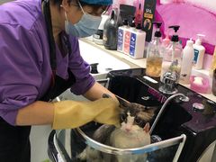 -北京观赏动物医院·24小时大型综合·猫专科·异宠专科
