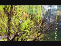 -湖南东洞庭湖国家级自然保护区