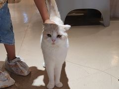 -藏猫猫咖啡主题馆(中央大道店)