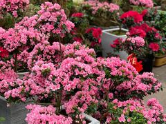 -秦美花卉(天朗·莱茵小城2期店)