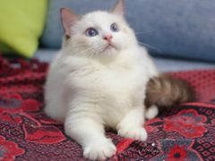 -Bastet sally猫舍购宠(静安店)