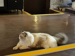 -猫岛主趣味餐厅(鼓浪屿店)