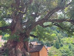 -杨家堂村