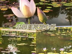 -莲花池公园