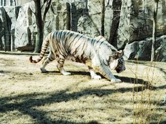 -北京野生动物园