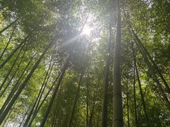 -陶祖圣境风景区